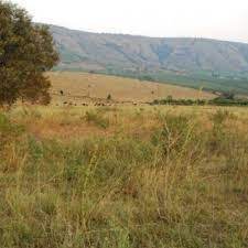 Dry spell affects heritage conservation in Bunyoro sub region.