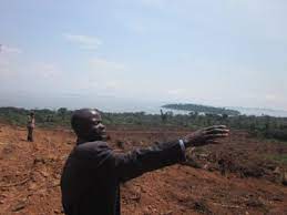 Land grabbing for palm oil in Uganda.