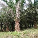 Palm Oil is Killing Fish