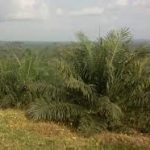 The UN Social and Environment Compliance Unit Faults Bidico on Bugala Farmers