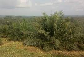 The fragile ecosystem in Buvuma Island could be destroyed by oil palm growing.