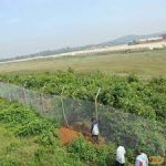 Should Lutembe Wetland be given to a flower producer?