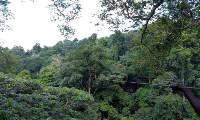 Forests, Biodiversity, Wetlands & Large Plantations