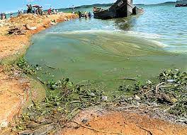 ‘Lake Victoria waters polluted.