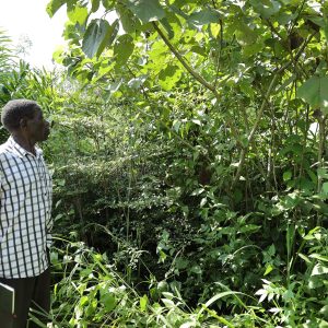 A community established woodlot in Butimba village, Kikuube district