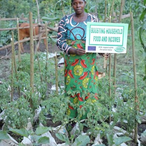 A kitchen garden in Kigaaga, Hoima district