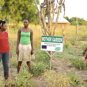 one of the mother gardens established in Bulisa district