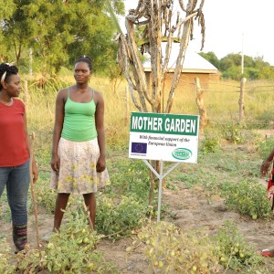one of the mother gardens established in Bulisa district