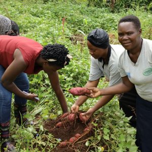 women from Kyabigambire show their harvests